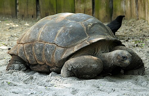 Seychelles giant tortoise